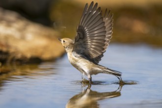 European Pied Flycatcher (Ficedula hypoleuca) in flight at a water pool, Pinos, Solsona, Catalonia,