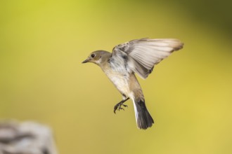 European Pied Flycatcher (Ficedula hypoleuca) in flight at a water pool, Pinos, Solsona, Catalonia,