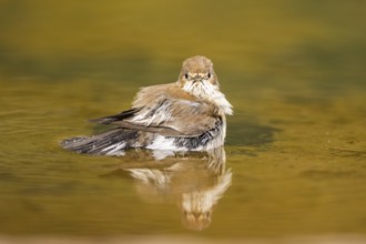 European Pied Flycatcher (Ficedula hypoleuca) bathing at a water pool, Pinos, Solsona, Catalonia,