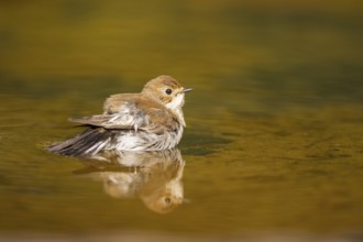 European Pied Flycatcher (Ficedula hypoleuca) bathing at a water pool, Pinos, Solsona, Catalonia,