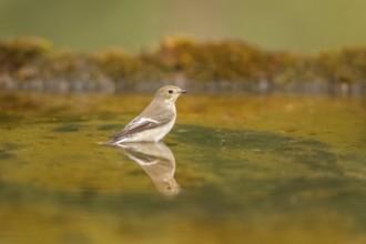 European Pied Flycatcher (Ficedula hypoleuca) bathing at a water pool, Pinos, Solsona, Catalonia,
