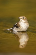 European Pied Flycatcher (Ficedula hypoleuca) bathing at a water pool, Pinos, Solsona, Catalonia,