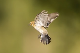 European Pied Flycatcher (Ficedula hypoleuca) in flight at a water pool, Pinos, Solsona, Catalonia,
