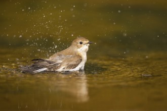 European Pied Flycatcher (Ficedula hypoleuca) bathing at a water pool, Pinos, Solsona, Catalonia,