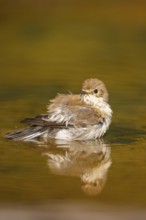 European Pied Flycatcher (Ficedula hypoleuca) bathing at a water pool, Pinos, Solsona, Catalonia,