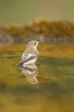 European Pied Flycatcher (Ficedula hypoleuca) bathing at a water pool, Pinos, Solsona, Catalonia,