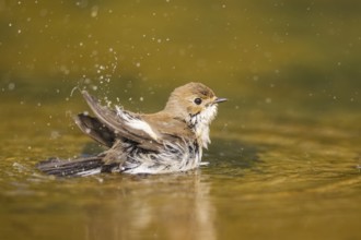 European Pied Flycatcher (Ficedula hypoleuca) bathing at a water pool, Pinos, Solsona, Catalonia,