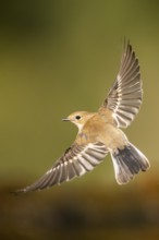 European Pied Flycatcher (Ficedula hypoleuca) in flight at a water pool, Pinos, Solsona, Catalonia,
