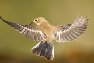 European Pied Flycatcher (Ficedula hypoleuca) in flight at a water pool, Pinos, Solsona, Catalonia,