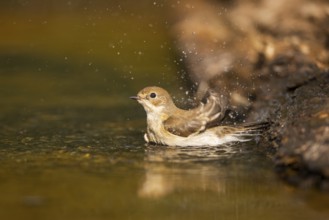 European Pied Flycatcher (Ficedula hypoleuca) bathing at a water pool, Pinos, Solsona, Catalonia,