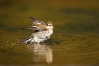 European Pied Flycatcher (Ficedula hypoleuca) bathing at a water pool, Pinos, Solsona, Catalonia,