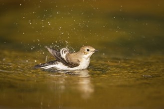 European Pied Flycatcher (Ficedula hypoleuca) bathing at a water pool, Pinos, Solsona, Catalonia,