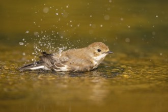 European Pied Flycatcher (Ficedula hypoleuca) bathing at a water pool, Pinos, Solsona, Catalonia,