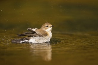 European Pied Flycatcher (Ficedula hypoleuca) bathing at a water pool, Pinos, Solsona, Catalonia,