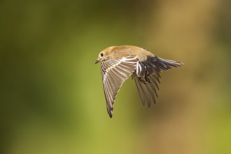 European Pied Flycatcher (Ficedula hypoleuca) in flight at a water pool, Pinos, Solsona, Catalonia,