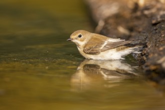 European Pied Flycatcher (Ficedula hypoleuca) bathing at a water pool, Pinos, Solsona, Catalonia,
