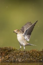 European Pied Flycatcher (Ficedula hypoleuca) in flight at a water pool, Pinos, Solsona, Catalonia,