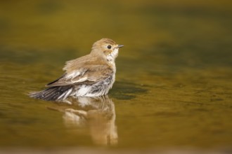 European Pied Flycatcher (Ficedula hypoleuca) bathing at a water pool, Pinos, Solsona, Catalonia,