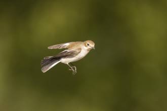 European Pied Flycatcher (Ficedula hypoleuca) in flight at a water pool, Pinos, Solsona, Catalonia,
