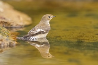 European Pied Flycatcher (Ficedula hypoleuca) bathing at a water pool, Pinos, Solsona, Catalonia,
