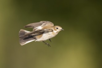 European Pied Flycatcher (Ficedula hypoleuca) in flight at a water pool, Pinos, Solsona, Catalonia,