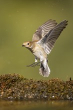 European Pied Flycatcher (Ficedula hypoleuca) in flight at a water pool, Pinos, Solsona, Catalonia,