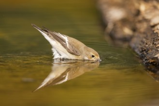 European Pied Flycatcher (Ficedula hypoleuca) bathing at a water pool, Pinos, Solsona, Catalonia,
