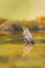 European Pied Flycatcher (Ficedula hypoleuca) bathing at a water pool, Pinos, Solsona, Catalonia,