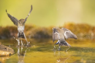 European Pied Flycatcher (Ficedula hypoleuca) in flight at a water pool, Pinos, Solsona, Catalonia,
