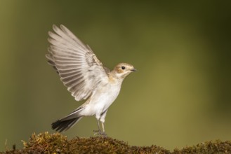 European Pied Flycatcher (Ficedula hypoleuca) in flight at a water pool, Pinos, Solsona, Catalonia,