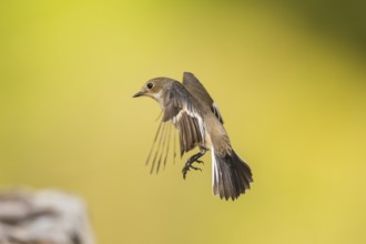 European Pied Flycatcher (Ficedula hypoleuca) in flight at a water pool, Pinos, Solsona, Catalonia,