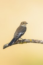 European Pied Flycatcher (Ficedula hypoleuca) sitting on a tree branch in a forest, Pinos, Solsona,