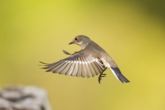 European Pied Flycatcher (Ficedula hypoleuca) in flight at a water pool, Pinos, Solsona, Catalonia,