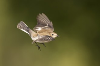 European Pied Flycatcher (Ficedula hypoleuca) in flight at a water pool, Pinos, Solsona, Catalonia,