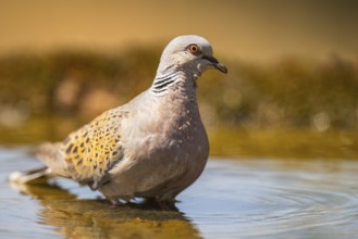 European turtle dove (Streptopelia turtur) at a water pool, Pinos, Solsona, Catalonia, Spain