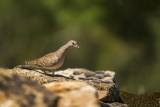 European turtle dove (Streptopelia turtur) sitting on a rock, Pinos, Solsona, Catalonia, Spain
