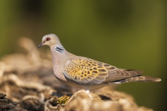 European turtle dove (Streptopelia turtur) in a forest, Pinos, Solsona, Catalonia, Spain