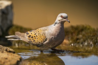 European turtle dove (Streptopelia turtur) at a water pool, Pinos, Solsona, Catalonia, Spain