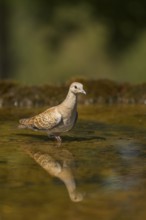 European turtle dove (Streptopelia turtur) at a water pool, Pinos, Solsona, Catalonia, Spain