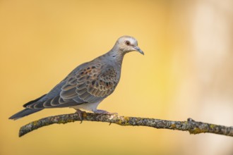 European turtle dove (Streptopelia turtur) sitting on a tree branch in a forest, Pinos, Solsona,