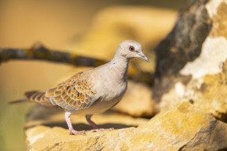 European turtle dove (Streptopelia turtur) sitting on a rock, Pinos, Solsona, Catalonia, Spain