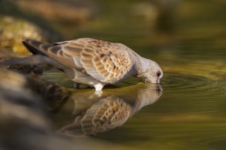 European turtle dove (Streptopelia turtur) at a water pool, Pinos, Solsona, Catalonia, Spain