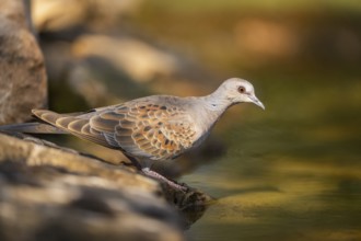 European turtle dove (Streptopelia turtur) at a water pool, Pinos, Solsona, Catalonia, Spain