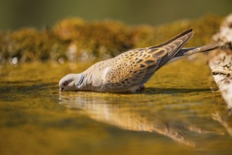 European turtle dove (Streptopelia turtur) at a water pool, Pinos, Solsona, Catalonia, Spain