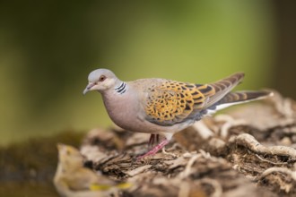 European turtle dove (Streptopelia turtur) in a forest, Pinos, Solsona, Catalonia, Spain