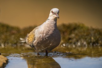 European turtle dove (Streptopelia turtur) at a water pool, Pinos, Solsona, Catalonia, Spain
