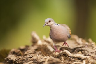European turtle dove (Streptopelia turtur) in a forest, Pinos, Solsona, Catalonia, Spain