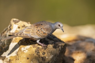 European turtle dove (Streptopelia turtur) sitting on a rock, Pinos, Solsona, Catalonia, Spain