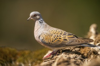 European turtle dove (Streptopelia turtur) in a forest, Pinos, Solsona, Catalonia, Spain