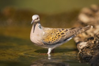 European turtle dove (Streptopelia turtur) at a water pool, Pinos, Solsona, Catalonia, Spain